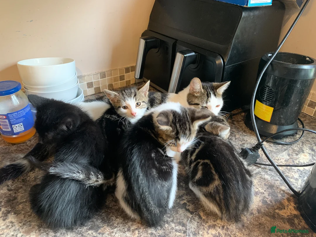 Mixed Breed cats for sale: Kittens looking for a loving home  - Advert 2