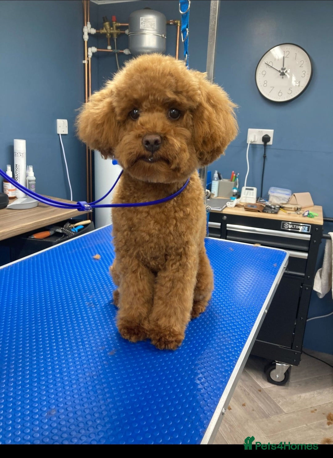 Toy Poodle dogs for stud: Toffee is a purebred red Toy Poodle  - Advert 4