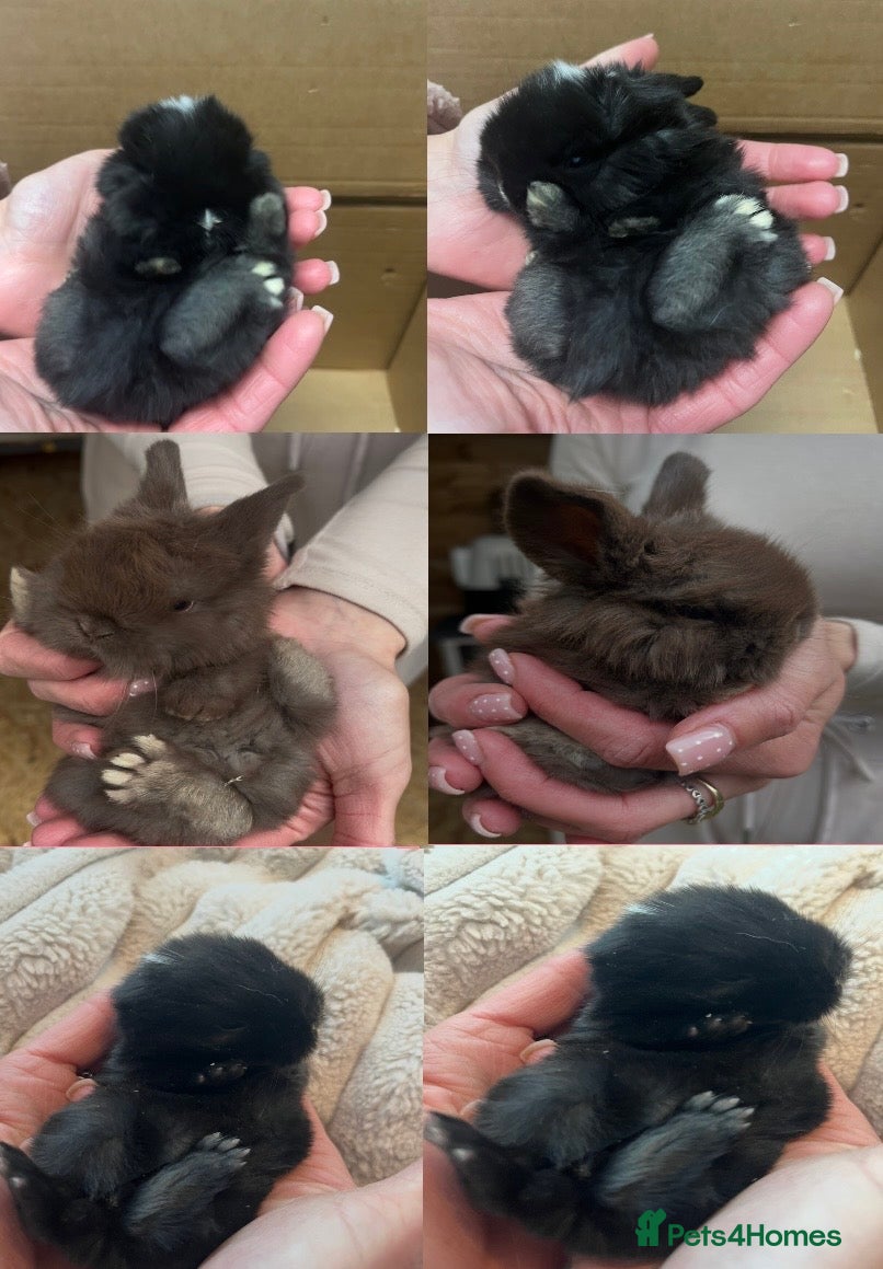 Mini Lop rabbits Gorgeous Purebred Mini Lop Babies - Advert 15
