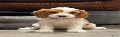 Cavapoo 6