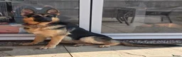 German Shepherd dogs for stud: Straight back stunning B&T Stud - Advert 15