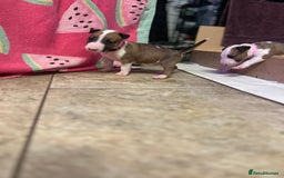 English Bull Terrier dogs for sale: English bull terriers  - Image 6