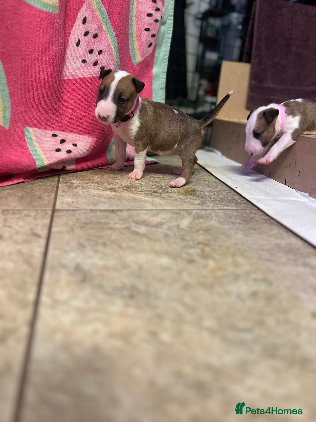 English Bull Terrier dogs for sale: English bull terriers  - Image 6