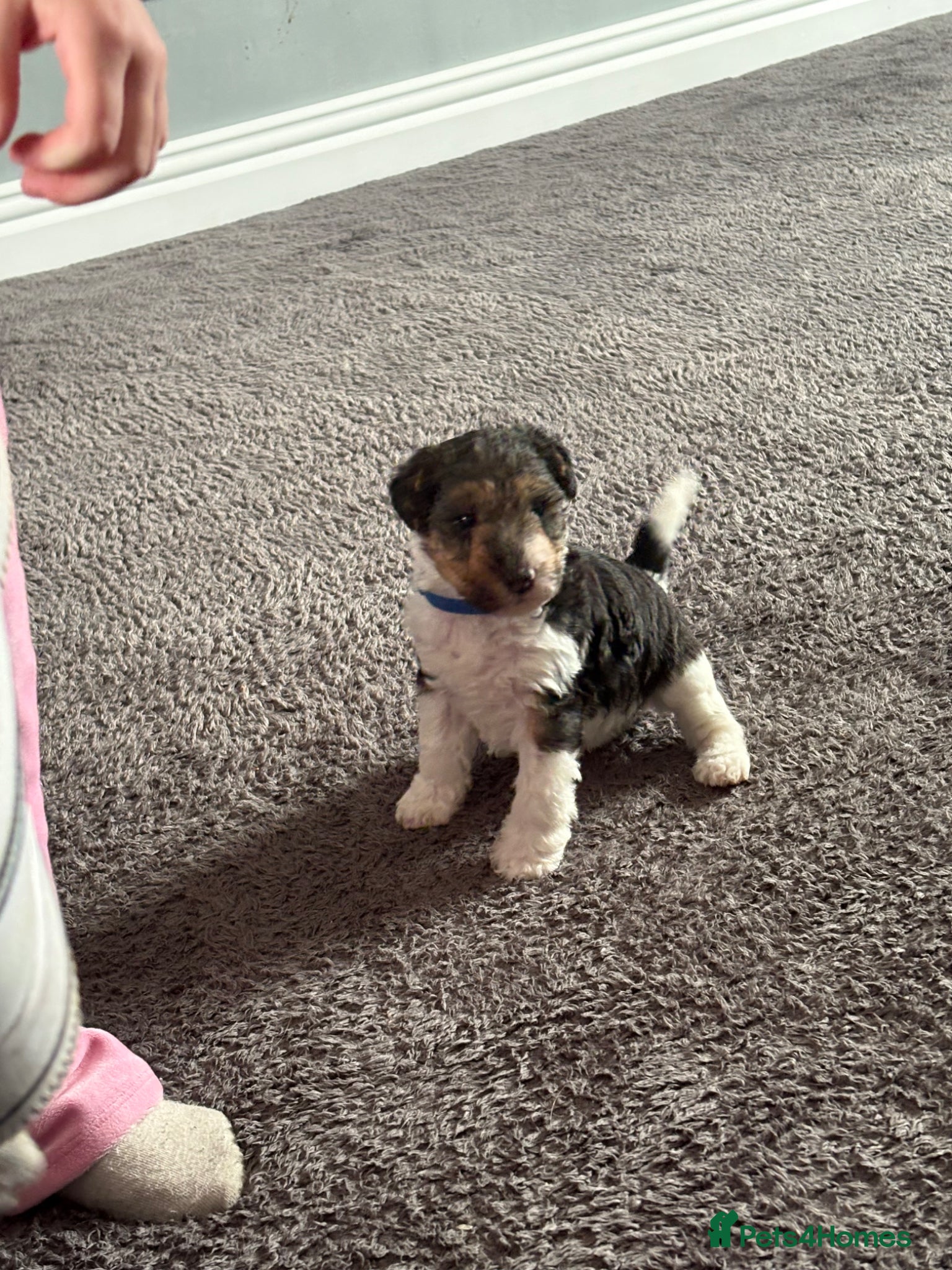 Fox Terrier dogs Wire haired fox terrier - Advert 4