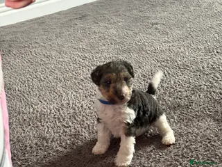 Fox Terrier dogs Wire haired fox terrier - Advert 1