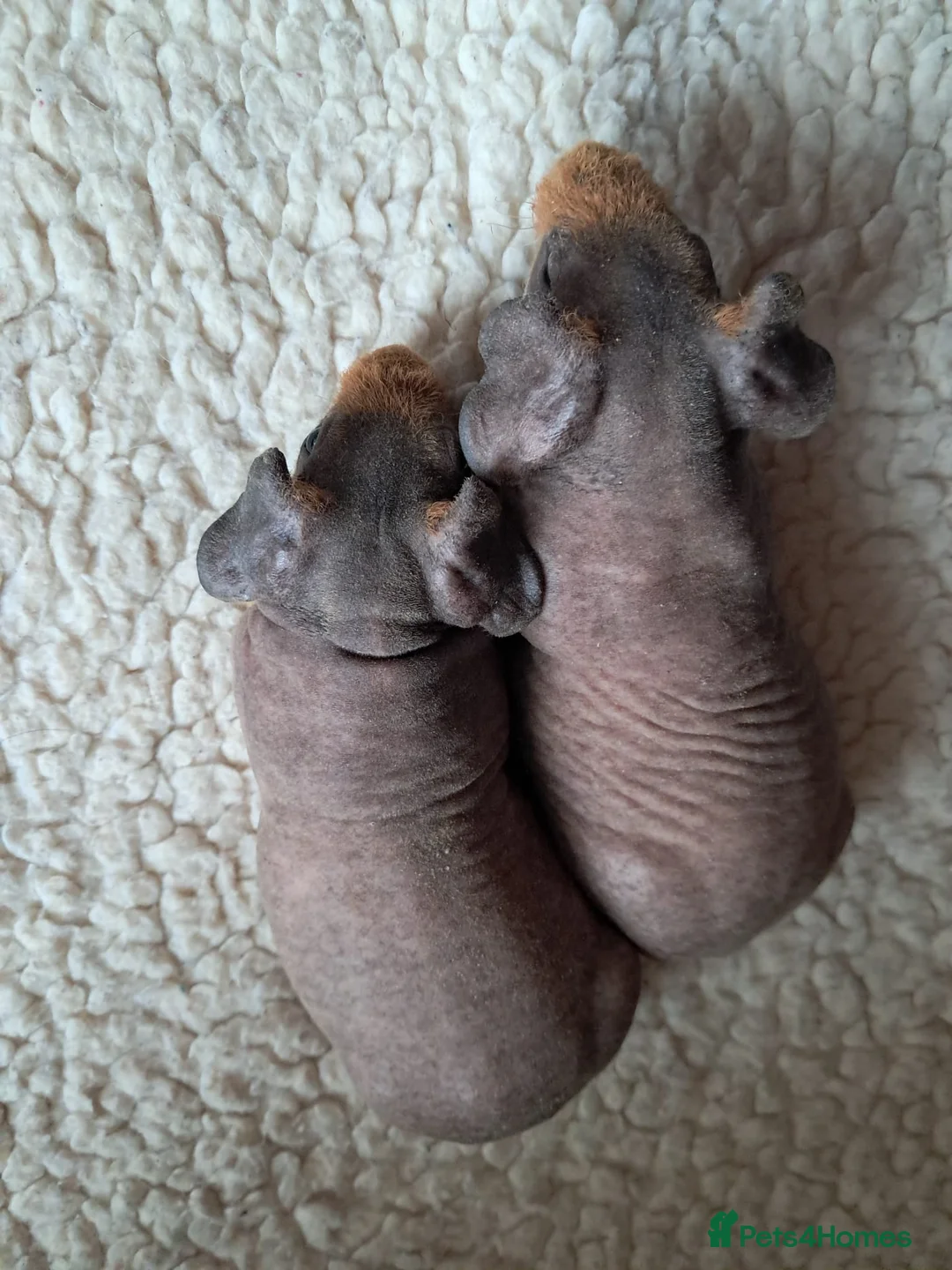 Guinea Pig rodents for sale: BEAUTIFUL SKINNY PIGS - Advert 4