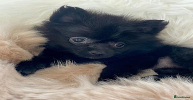 Pomeranian dogs - Advert 4