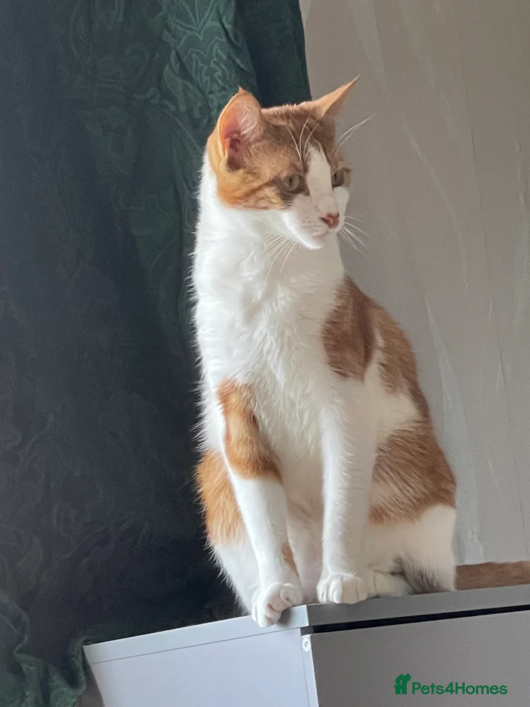 British Shorthair cats for sale: Adults cats  **  - Advert 6