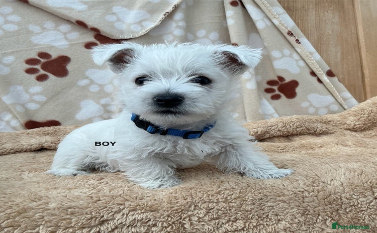 West Highland Terrier dogs - Advert 4