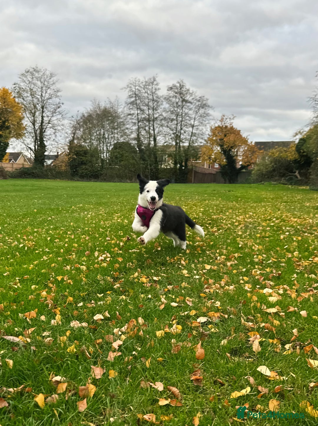 Border Collie dogs for sale: Champion line puppies  - Advert 2