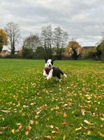 Border Collie dogs - Advert 3