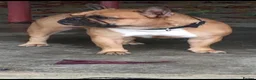French Bulldog dogs for stud: Champion French Bulldog Import Available for Stud - Advert 6