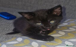 Domestic Shorthair cats for sale: 4 kittens ready to go 19th sept - Image 4