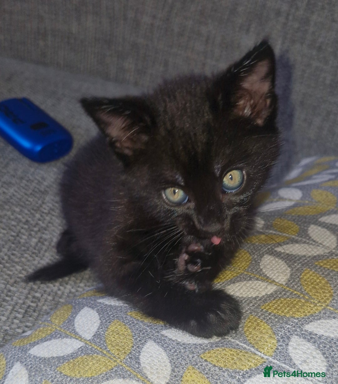 Domestic Shorthair cats for sale: 4 kittens ready to go 19th sept - Image 4