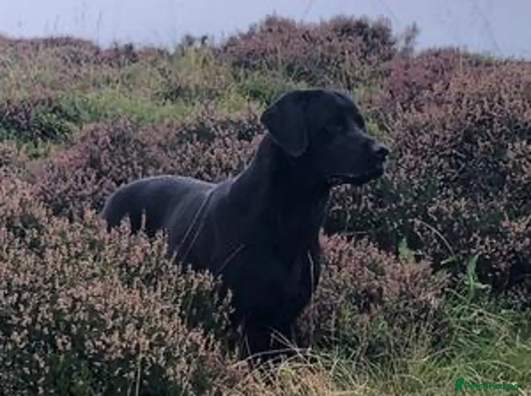 Labrador Retriever dogs for sale: BEAUTIFUL BLACK LABRADOR PUPPIES - Advert 2