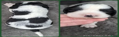 English Springer Spaniel Puppy 3
