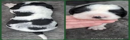 English Springer Spaniel dogs for sale: KC Show Line ESS puppies (1 B&W Boy Available) - Advert 9