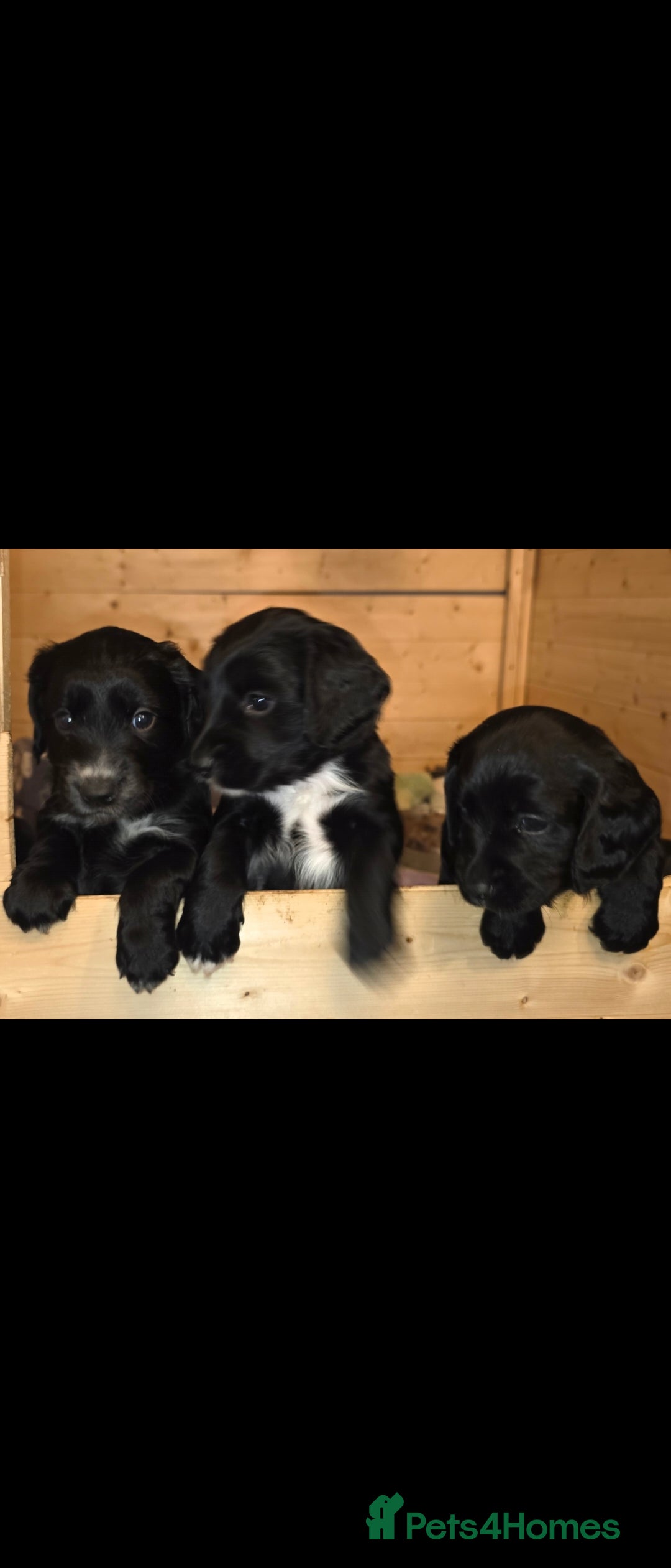 Sprocker dogs for sale: Beautiful chunky sprocker spaniel puppies  - Advert 2