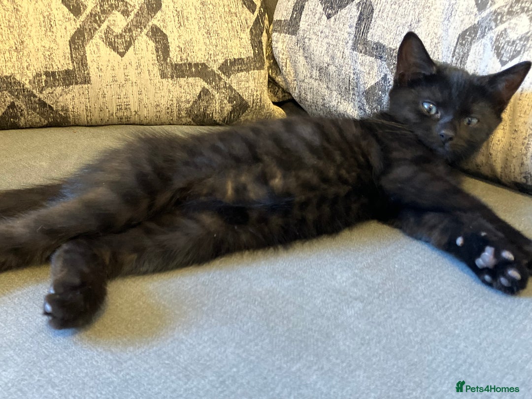 Mixed Breed cats for sale: 3 Black/brown striped Tabby cross Kittens  - Image 11