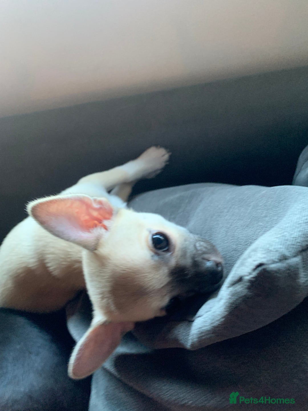 Chihuahua dogs for sale: ❤️ Last little boy ready for his forever home ❤️ - Advert 9