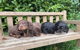 Miniature Dachshund dogs for sale: miniature Dasher - Image 10