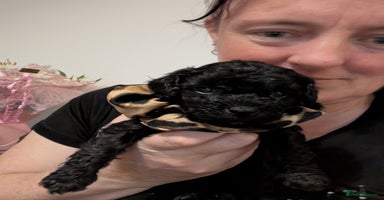 Mixed Breed dogs Poodles - Advert 10