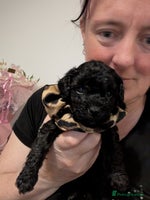 Mixed Breed dogs Poodles - Advert 10