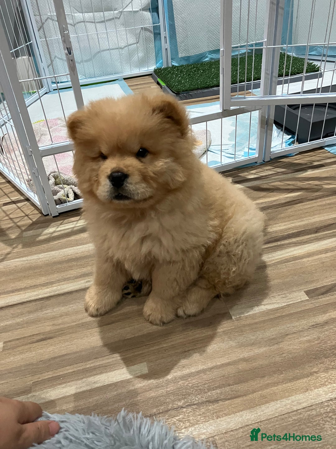 Chow Chow dogs for sale: Chow chow puppy - Image 4
