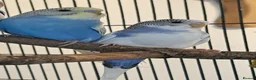 Budgerigars birds for sale: 2 male budgies, one 6 month old one 3 month old  in Stockport - Advert 6