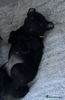 Staffordshire Bull Terrier dogs Floyd & Sky - Advert 9