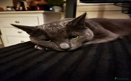 Russian Blue cats for sale: Russian blue (male) 💙 - Image 4