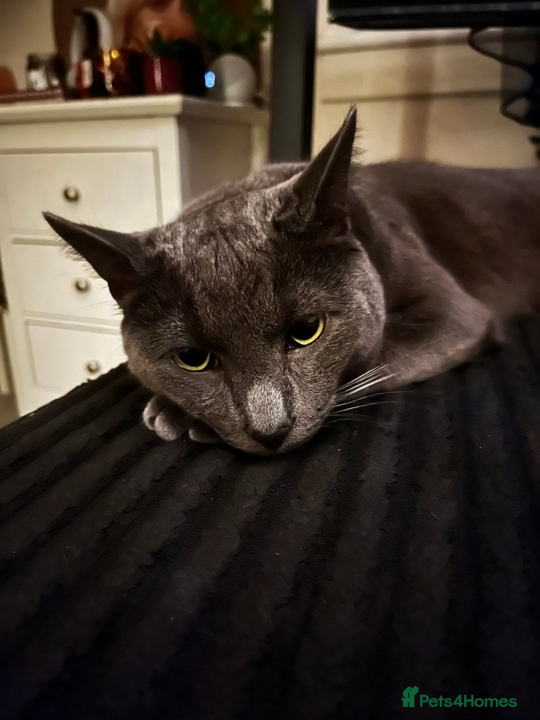 Russian Blue cats for sale: Russian blue (male) 💙 - Image 4