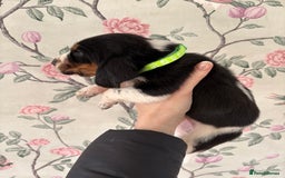 Basset Hound dogs for sale: Bassett hound puppies  - Advert 6