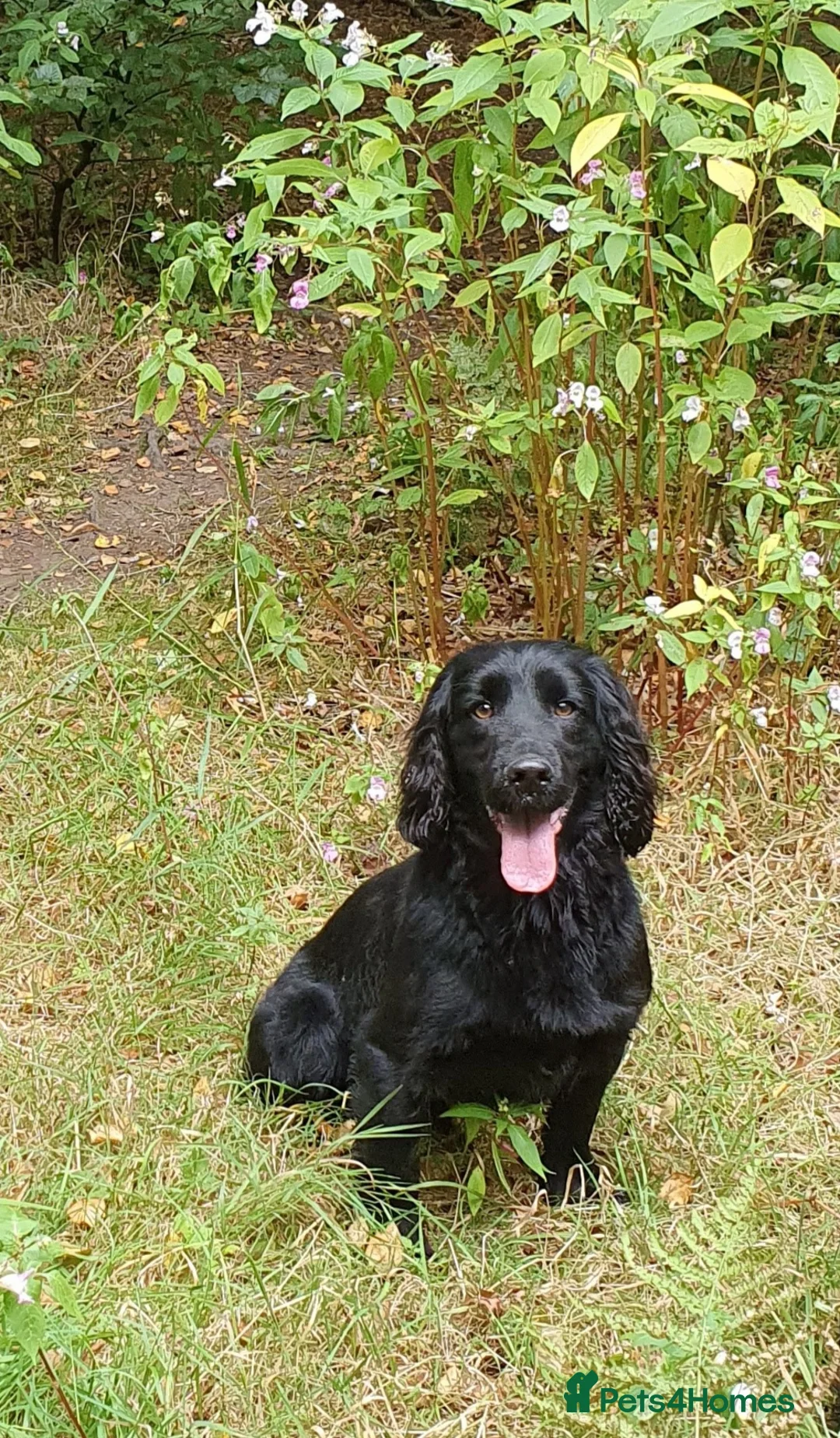 Cocker Spaniel dogs for sale: WORKING COCKER SPANIEL PUPPIES - Advert 9
