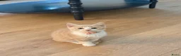 Mixed Breed cats for sale: Cream coloured female kitten  - Advert 2