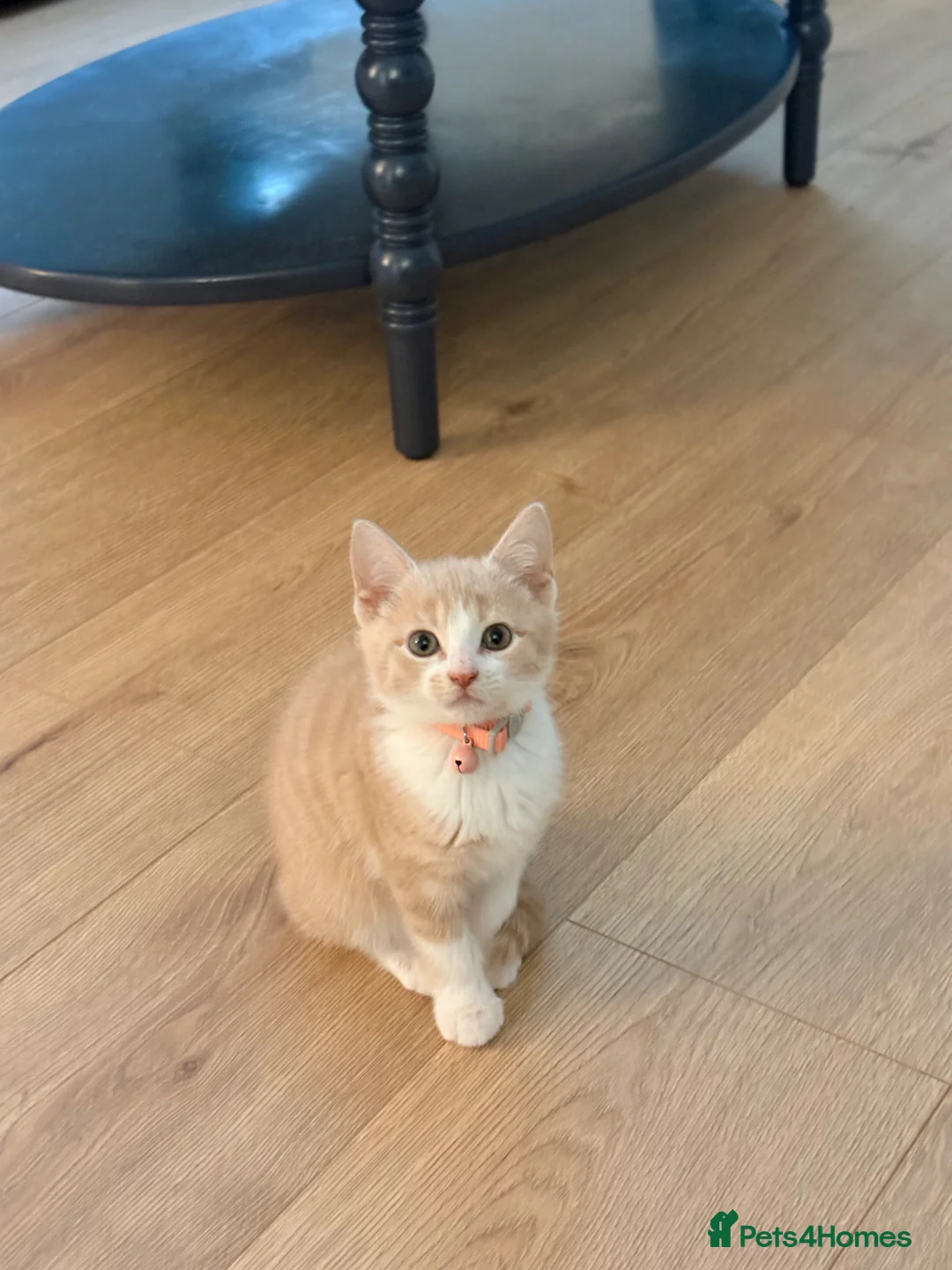 Mixed Breed cats for sale: Cream coloured female kitten  - Advert 2