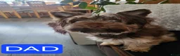 Biewer Terrier dogs for sale: Mini Purebred Biwer Yorkshire Terrier Puppies - Advert 9