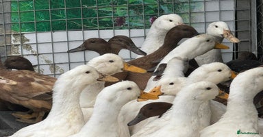Ducks poultry - Advert 4