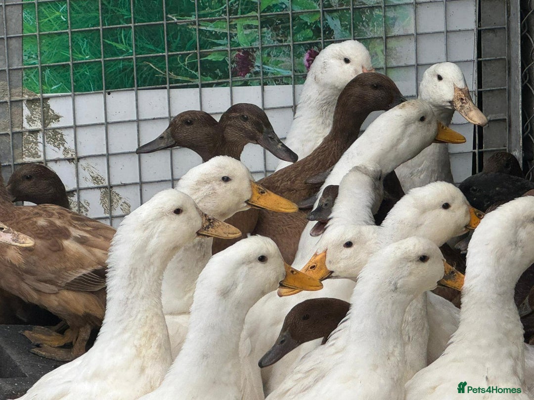 Ducks poultry for sale: Khaki Campbell and Cherry Valley Ducks - Image 2