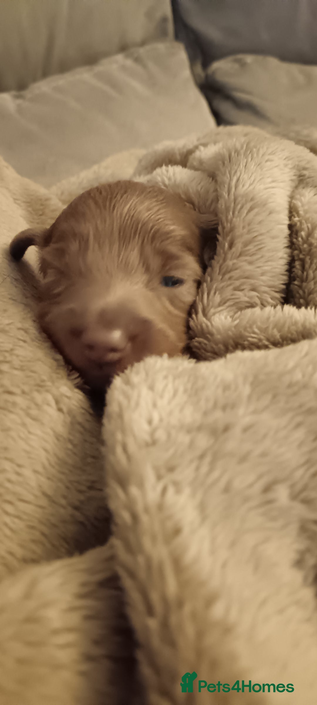 Miniature Dachshund dogs for sale: Stunning Minature Dachshund litter - Image 8