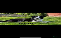 Border Collie dogs for sale: PEDIGREE ISDS & KC BORDER COLLIE PUPS - Image 36