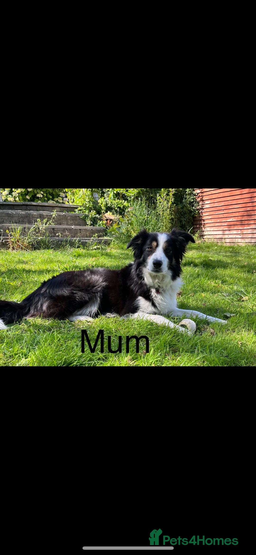 Border Collie dogs for sale: PEDIGREE ISDS & KC BORDER COLLIE PUPS - Image 36