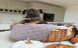 Cane Corso dogs for sale: Beautiful Cane Corso Puppies - Image 26