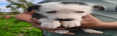 Border Collie 2