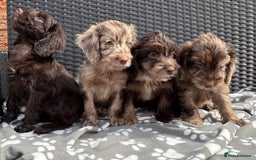 Cockapoo dogs for sale: LOVELY LITTER MERLE COCKAPOOS  - Image 1