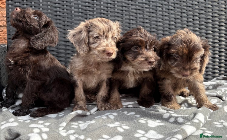 Cockapoo dogs - Advert 15