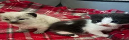 Mixed Breed cats for sale: Four mix breed kittens - Advert 6