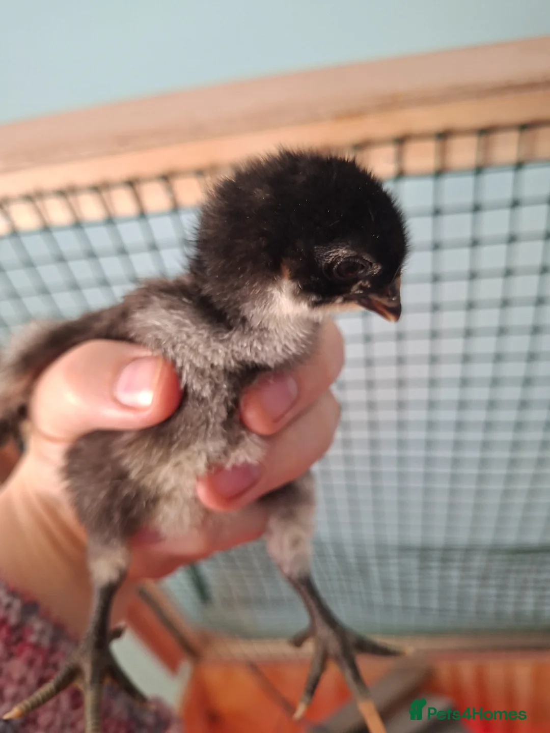 Chickens poultry for sale: Orphington chicks for sale  - Advert 2