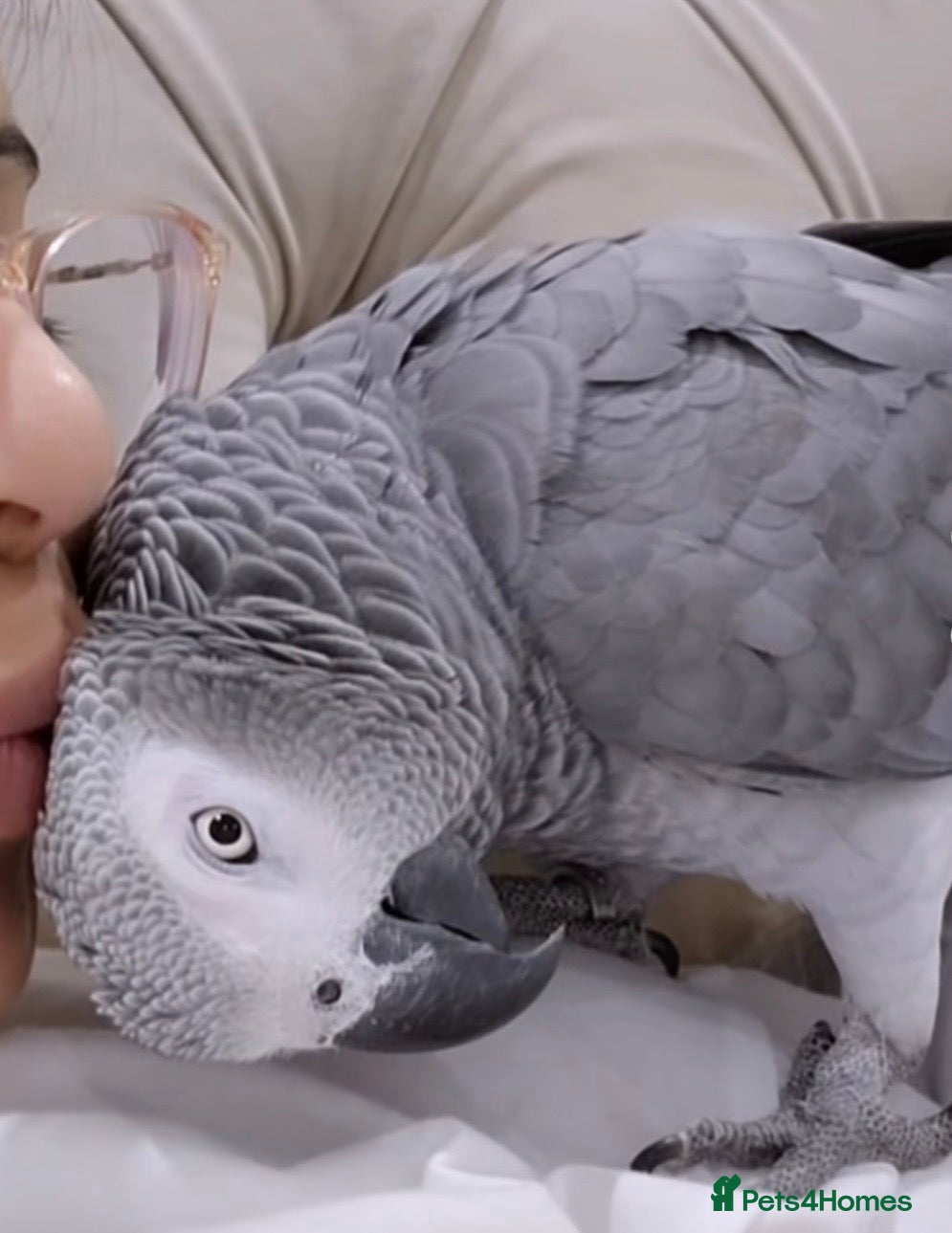 Parrots birds Coco the Fully tame African grey  - Advert 1