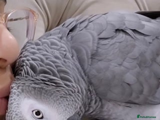 Parrots birds Coco the Fully tame African grey - Advert 1